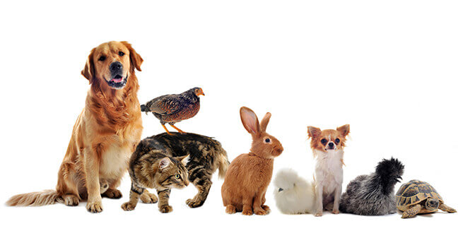 Hond, kat, konijn, kip, vogel, schildpad ...;